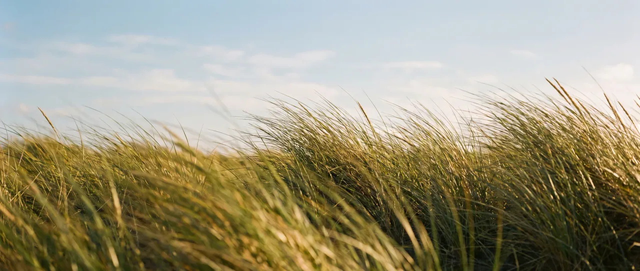 Helmgras beweegt in de wind tegen een lichte lucht
